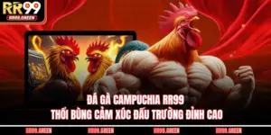 Đá Gà Campuchia RR99 - Thổi Bùng Cảm Xúc Đấu Trường Đỉnh Cao